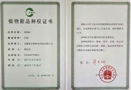 XR868植物新品種權(quán)證書