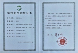 深兩優(yōu)571植物新品種權(quán)證書